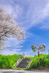桜　桜道　桜川