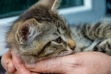 Little gray kitten with big ears in hands. High quality photo.