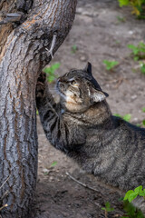 Obraz premium Grey shorthair cat scratching tree. High quality photo.