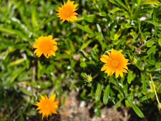 Yellow wild flowers