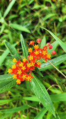 アスクレピアス・トウワタ・トウワタの実／Asclepias Milkweed Milkweed Fruit／아스클레피어스 토우와타 토우와타 열매