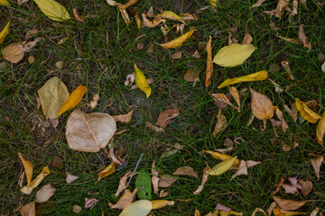 Fall leaves on green grass. High quality photo.
