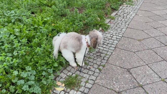 fluffy shih tzu dog breed white and beige color poops on green wet grass after rain. walk with pet
