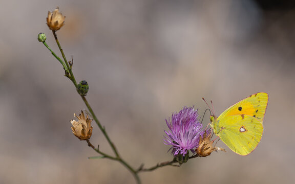 Postilion (Colias croceus)
