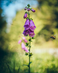 Nahaufnahme einer lila Fingerhutblüte mit Biene im Sommer