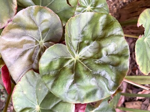 Begonia leaves in the vegetable garden
