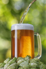 beer pouring in mug and hop cones near on green natural background