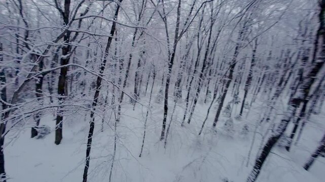 FPV drone weaves between snow-laden tree branches in a wintry Mont Pinacle forest on a cloudy day in Quebec.