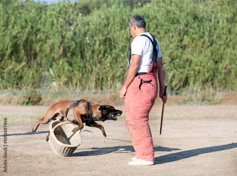 Canvas Prints training of belgian shepherd