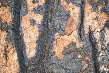 Nahaufnahme eines Baumes dessen Rinde angekokelt ist