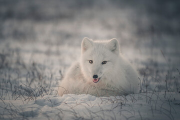 Wild arctic fox (Vulpes Lagopus) in tundra in winter time. White arctic fox lying.