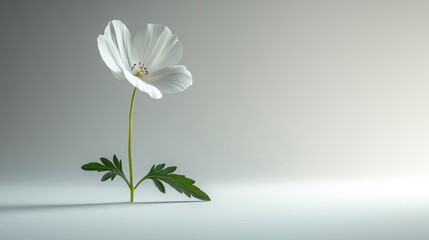 A single white flower stands elegantly on a minimalist background.