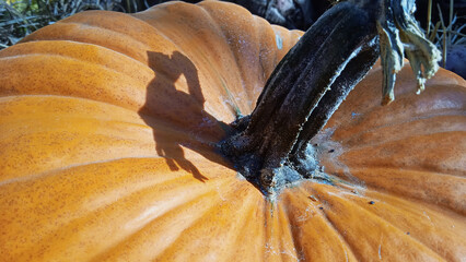 Big pimpkin with a stem, close up photo, orange background, autumn mood, pumpkin market