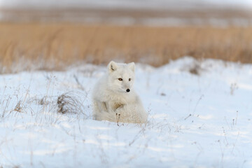 Arctic fox (Vulpes Lagopus) in wilde tundra. Arctic fox sitting.