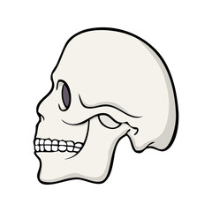 skull vector illustration