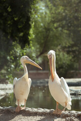 two pelicans on the beach