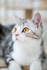 Cute baby cat in the house, Silver Tabby Scottish Cat