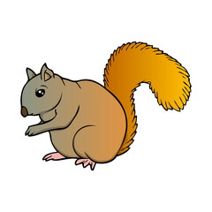 squirrel vector illustration