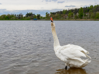 Piękny biały łabędź niemy pokazuje długa białą szyję  © Paweł Kacperek