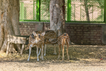 deer in the woods