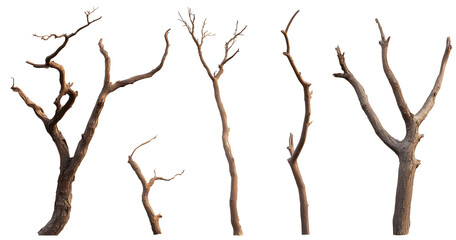 Fototapeta premium Set of various dead dry tree branch isolated on transparent background.&nbsp;
