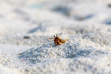 Hermit crab on the sand beach. Selective focus. Close up.
