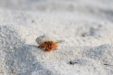 Hermit crab on the sand beach. Selective focus. Close up.