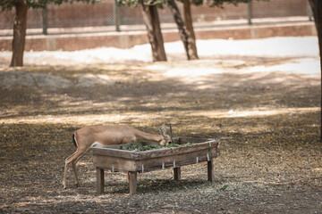 deer in the park
