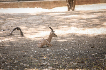 deer in the woods