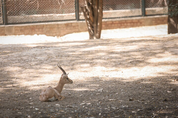 deer in the zoo