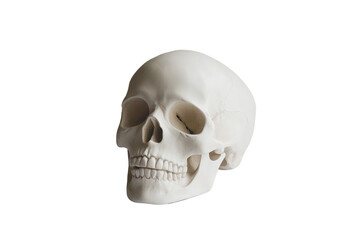 Obraz premium A realistic human skull isolated on a white background, representing anatomy, biology, and education.