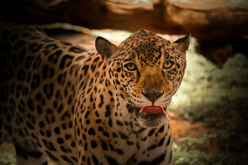 Intense Gaze of the Wild