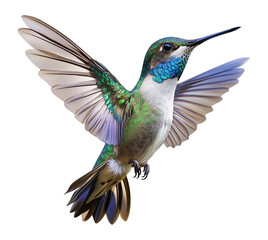 Fototapeta premium Hummingbird Flying Isolated on Transparent Background PNG 