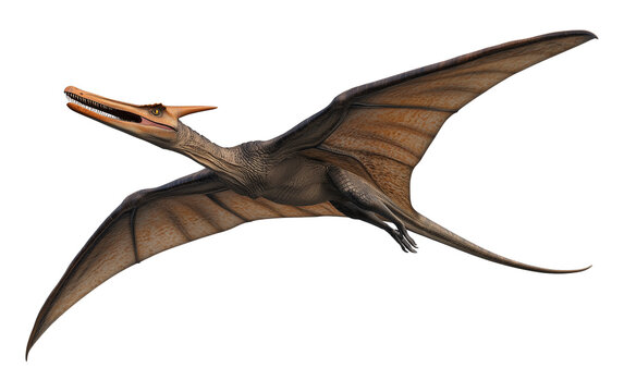 recommend clip art: Pterodactyl Isolated on Transparent Background PNG
                    