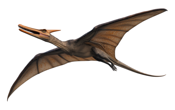 Pterodactyl Isolated on Transparent Background PNG
