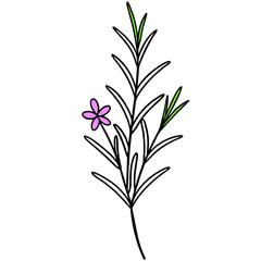 Charming Vector Illustration Showcasing a Sprig of Rosemary with Small Leaves
