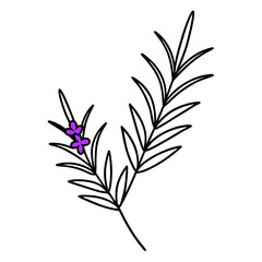 Minimalist Vector Illustration of a Rosemary Sprig with Fine Delicate Details
