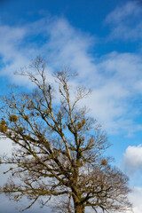 人吉城跡の大木
