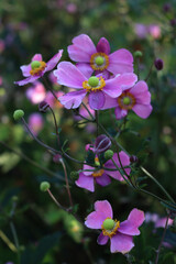 Close-up of pink Japanese anemone flowers also called windflower or thimbleweed in the flowerbed. Anemone hupehensis  