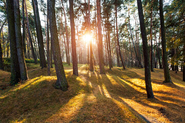 Spectacular and magical pine forest in the rays of the evening light.