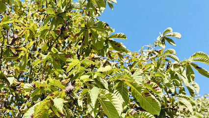  Horse chestnut on the branch of the tree.
