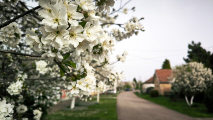 Spring in rural village Backi Petrovac, Vojvodina