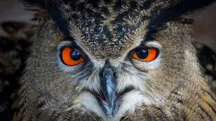 European eagle owl looks into the camera with beak slightly open