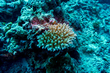 Coral Reef and Tropical Fish on Maldives island. Tropical and coral sea wildelife. Beautiful underwater world. Underwater photography.