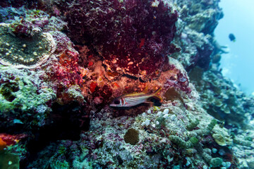 Coral Reef and Tropical Fish on Maldives island. Tropical and coral sea wildelife. Beautiful underwater world. Underwater photography.