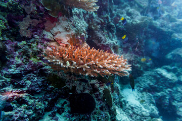 Coral Reef and Tropical Fish on Maldives island. Tropical and coral sea wildelife. Beautiful underwater world. Underwater photography.