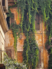 Ivy-Covered Facade of an Old Roman Building - Roma, Italy