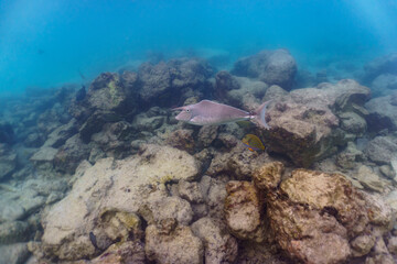 Unicorn Surgeonfish in the coral reef of Maldives island. Tropical and coral sea wildelife....
