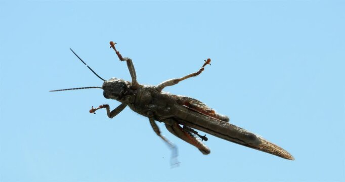 Silhouette of Grasshopper against the blue sky