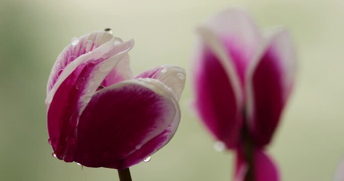 Detail of Cyclamen's petal, also known as sowbread or swinebread.